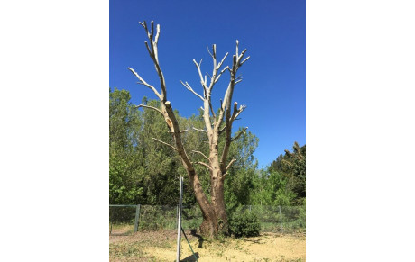 Coupe de printemps pour les peupliers